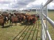 Ovce Zwartbles září 2013