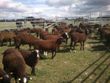 Ovce Zwartbles září 2013