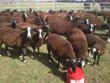 Ovce Zwartbles září 2013