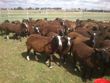 Ovce Zwartbles září 2013