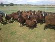 Ovce Zwartbles září 2013