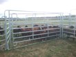 Ovce Zwartbles září 2013