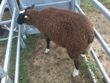Ovce Zwartbles září 2013