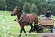 Smrhovská brázda 2010