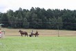 Smrhovská brázda 2010