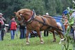 Smrhovská brázda 2010