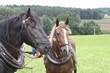 Smrhovská brázda 2010