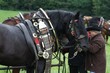 Smrhovská brázda 2010