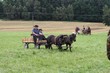 Smrhovská brázda 2010