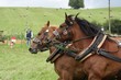 Smrhovská brázda 2010