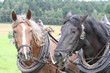 Smrhovská brázda 2010