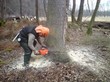 Práce v lese