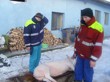 Zabijačka na statku 2011