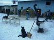 Zabijačka na statku 2011