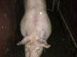 Tradiční zabijačka na rodinné ekofarmě Nalezený 2012