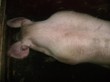 Tradiční zabijačka na rodinné ekofarmě Nalezený 2012