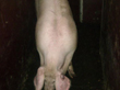 Tradiční zabijačka na rodinné ekofarmě Nalezený 2012