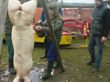 Tradiční zabijačka na rodinné ekofarmě Nalezený 2012