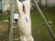 Tradiční zabijačka na rodinné ekofarmě Nalezený 2012
