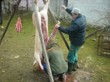 Tradiční zabijačka na rodinné ekofarmě Nalezený 2012