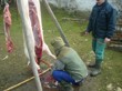 Tradiční zabijačka na rodinné ekofarmě Nalezený 2012