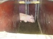 Tradiční zabijačka na rodinné ekofarmě Nalezený 2012