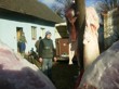 Tradiční zabijačka na rodinné ekofarmě Nalezený 2012