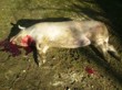 Tradiční zabijačka na rodinné ekofarmě Nalezený 2012