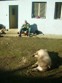 Tradiční zabijačka na rodinné ekofarmě Nalezený 2012