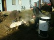 Tradiční zabijačka na rodinné ekofarmě Nalezený 2012