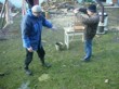 Tradiční zabijačka na rodinné ekofarmě Nalezený 2012