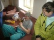 Tradiční zabijačka na rodinné ekofarmě Nalezený 2012