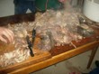 Tradiční zabijačka na rodinné ekofarmě Nalezený 2012