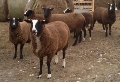 Ovce plemene Suffolk