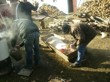 Tradiční zabijačka na rodinné ekofarmě Nalezený 2012